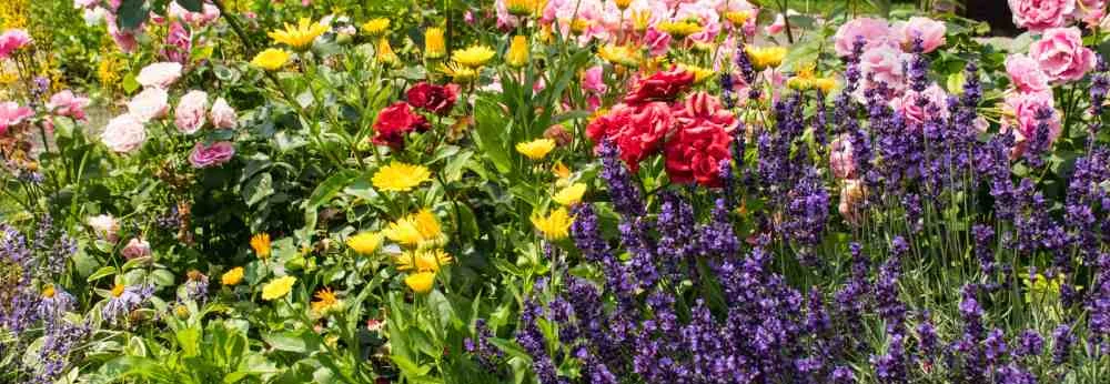 Ein bunt blühendes Blumenbeet mit Lavendel, Rosen und gelben Blumen.